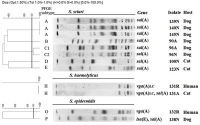 Detection and Genetic Environment of Pleuromutilin-Lincosamide-Streptogramin A Resistance Genes in Staphylococci Isolated from Pets